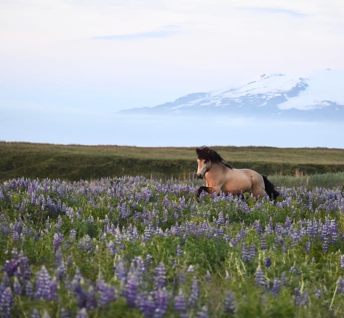 southern Iceland: Black beach riding tour - Reviews and Real Experiences