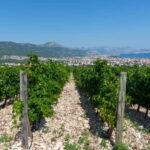Split: Katela Wine Tasting and Food Pairing - Exploring the Itinerary: What Makes It Special