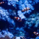 St Paul's Bay: Malta National Aquarium Entry Ticket - Who Should Visit?