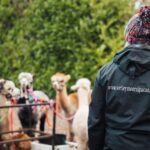 Staffordshire: Wetley Moor Alpaca Trekking Experience - The Sum Up