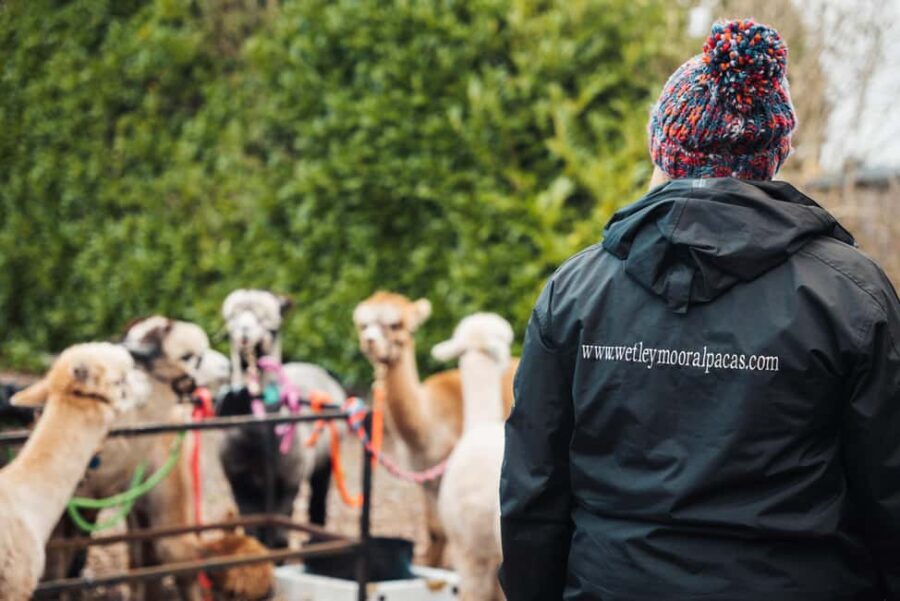 Staffordshire: Wetley Moor Alpaca Trekking Experience - The Sum Up