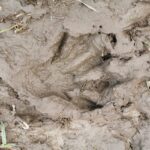 Stockholm: Wildlife Tour With Dinner and Short Hike - Who Will Love This Tour?