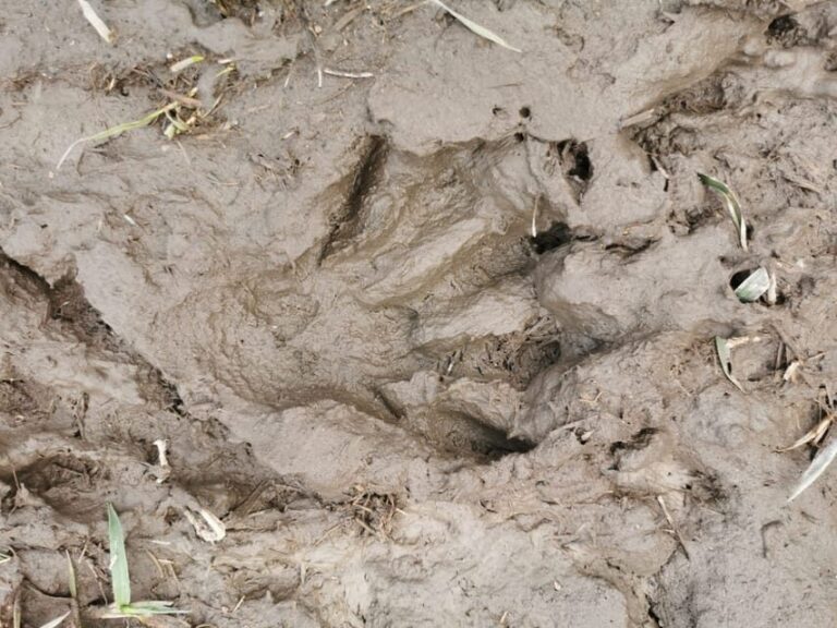 Stockholm: Wildlife Tour With Dinner and Short Hike - Who Will Love This Tour?