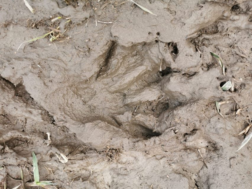 Stockholm: Wildlife Tour With Dinner and Short Hike - Who Will Love This Tour?