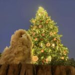 Strasbourg: Christmas Walking Tour with Mulled Wine - Breaking Down the Experience