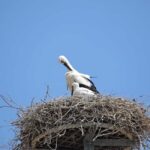 Strasbourg: Culinary Tour - What to Expect from the Strasbourg Culinary Tour