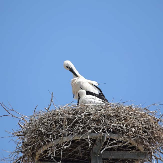 Strasbourg: Culinary Tour - What to Expect from the Strasbourg Culinary Tour