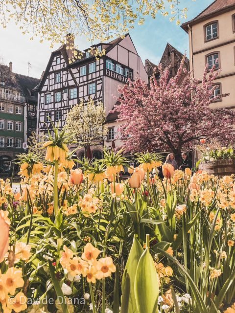 Strasbourg: Gastronomic and Walking Tour in the Old Town - Who Will Love This Tour?