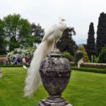 Stresa: Madre & Bella Borromean Islands Boat Trip - Practical Tips for Making the Most of Your Trip