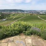 Stuttgart: E-bike wine tour including tasting - Who Should Consider This Tour?