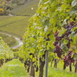 Stuttgart: Wine hike with wine tasting - Who Is This Tour Best For?