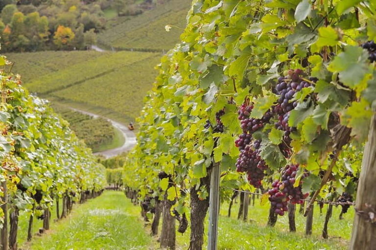 Stuttgart: Wine hike with wine tasting - Who Is This Tour Best For?