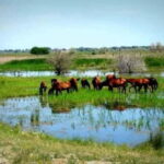 Sulina: Letea Forest Day Trip - Pricing and Value