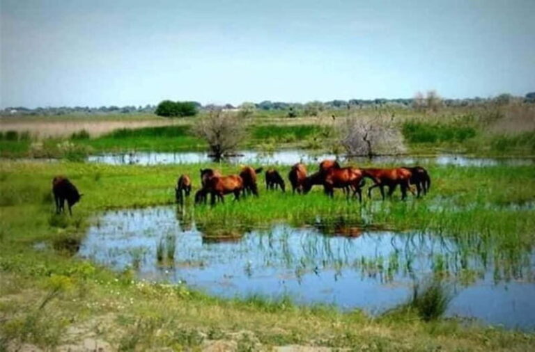 Sulina: Letea Forest Day Trip - Pricing and Value