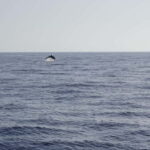 Sunset Dolphin Watching Tour on Hybrid Boat in Small Group - Who Should Consider This Tour?