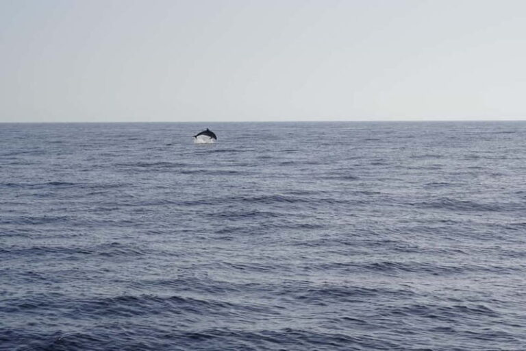 Sunset Dolphin Watching Tour on Hybrid Boat in Small Group - Who Should Consider This Tour?
