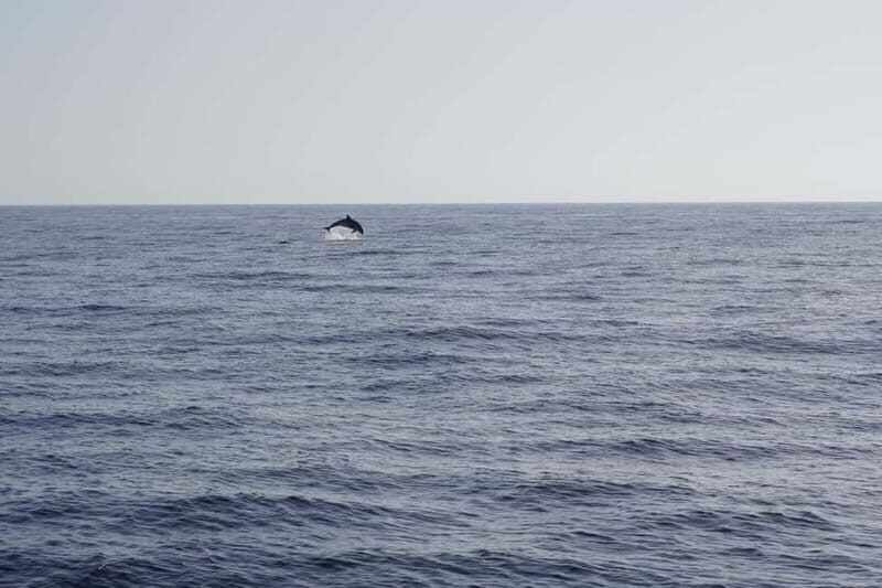 Sunset Dolphin Watching Tour on Hybrid Boat in Small Group - Who Should Consider This Tour?