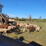 Sunset Safari in the Algarve Mountains - Final Thoughts