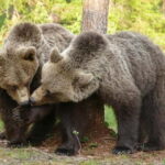 Suomussalmi, Finland: Bear Watching and photography night - What You Need to Know