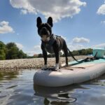 SUP Station Würzburg: SUP board rental, courses, training directly on the Main - Who Will Love This Experience?