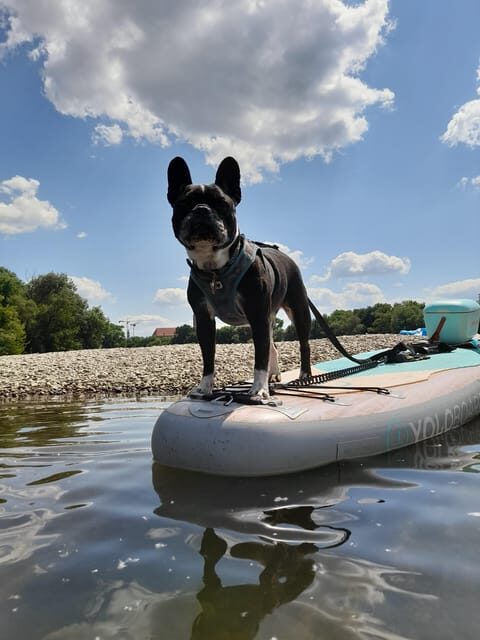 SUP Station Würzburg: SUP board rental, courses, training directly on the Main - Who Will Love This Experience?