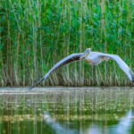 SUPER TOUR: Day Trip to Danube Delta - The Value of This Tour