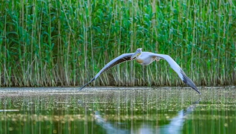 SUPER TOUR: Day Trip to Danube Delta - The Value of This Tour