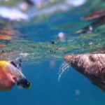 Swim and Snorkel with Seals. Boat Trip Penzance Cornwall - The Practicalities