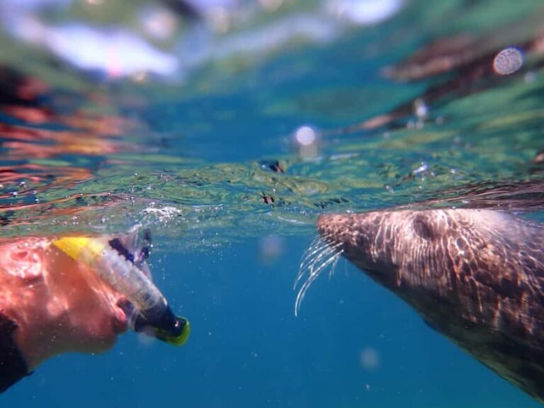 Swim and Snorkel with Seals. Boat Trip Penzance Cornwall - The Practicalities
