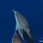 Swimming with Dolphins in Terceira Island - In-Depth Itinerary Breakdown