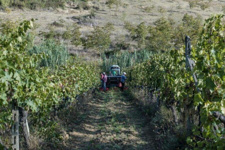 Tamburini Wine Tour and Tasting - Understanding the Value