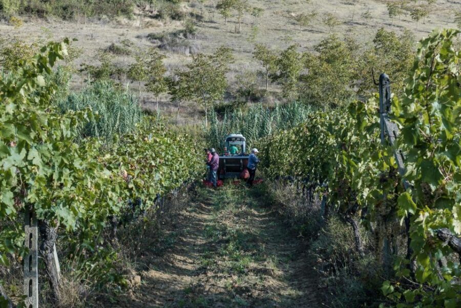 Tamburini Wine Tour and Tasting - Understanding the Value