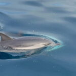 Taormina: Dolphin Tour and Sunset Aperitif Boat Tour - Who Will Love This Tour?