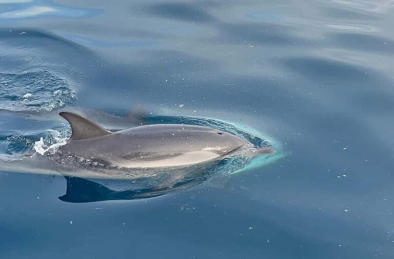 Taormina: Dolphin Tour and Sunset Aperitif Boat Tour - Who Will Love This Tour?