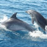 TAORMINA: TOUR IN CATAMARANO A ISOLABELLA CON APERITIVO - What Travelers Say About the Tour