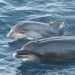 Tarifa: Whale & Dolphin Watching in the Strait of Gibraltar - Authenticity and Value