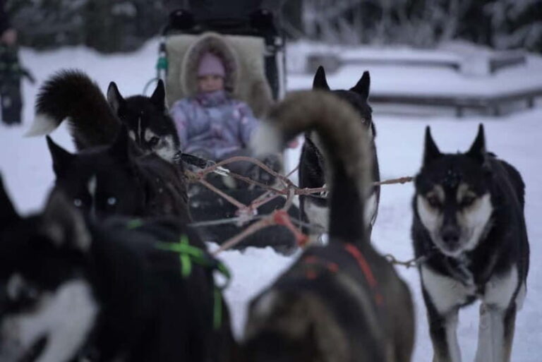 TARTU COUNTRY: SLED DOG TOUR AND KENNEL VISIT - Why This Tour Stands Out