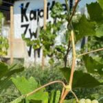 Taste and Tour Small Organic Wineries with a Winemaker - A Deep Dive into the Experience