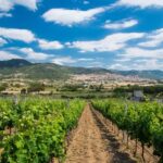 Taste Gallura: Try our products and discover our winery. - Final Thoughts