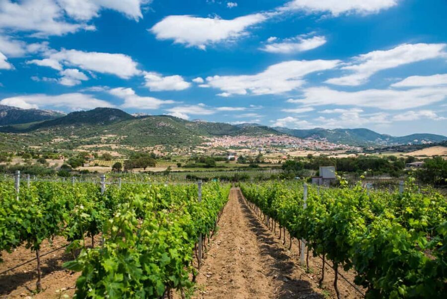 Taste Gallura: Try our products and discover our winery. - Final Thoughts