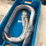 Taste of Setubal: Market Visit and Wine Tastings - What Makes This Tour Special?