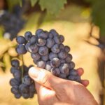 Tasting and Tour Vino Nobile di Montepulciano - Who Should Consider This Tour?