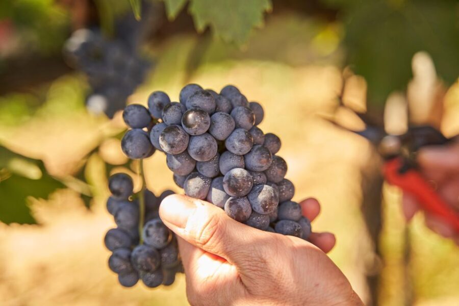 Tasting and Tour Vino Nobile di Montepulciano - Who Should Consider This Tour?