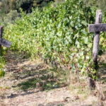 Tasting in the Colli di Luni - Who Will Love This Tour