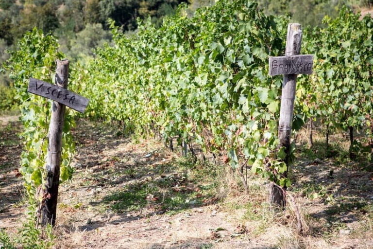 Tasting in the Colli di Luni - Who Will Love This Tour