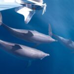 Tenerife: 3 &-6 Hour Private Whale & Dolphin Watching - The Authenticity of the Reviews