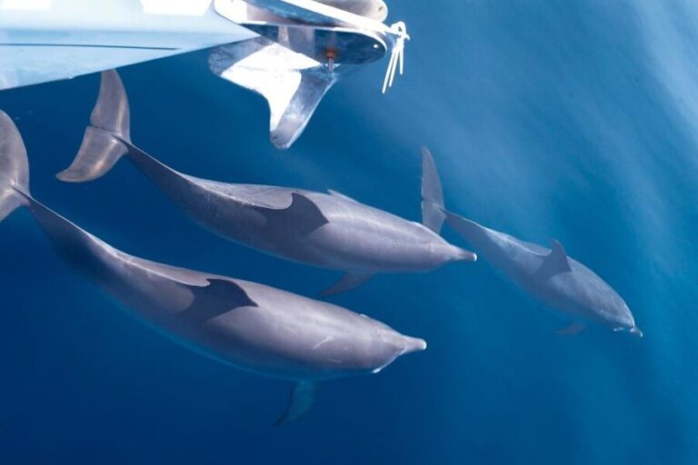 Tenerife: 3 &-6 Hour Private Whale & Dolphin Watching - The Authenticity of the Reviews