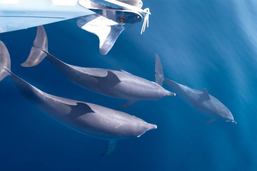 Tenerife: 3 &-6 Hour Private Whale & Dolphin Watching - The Authenticity of the Reviews