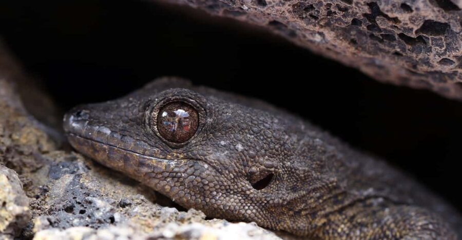Tenerife : Camino Real hike - The Experience in Context