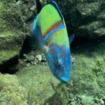 Tenerife : Diving License in one day - Price and Value